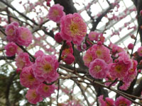【秋田市】セリオンリスタで梅の花が見頃を迎えています