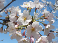 【秋田市】「千秋公園桜まつり」が開催されます（4/12～23）