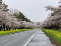 【大潟村】「桜・菜の花ロード」の桜が見頃を迎えています