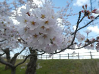 【秋田市】秋田市内の桜が見頃を迎えています（2023年4月10日時点の様子）