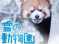 【秋田市】大森山動物園で「雪の動物園」開催