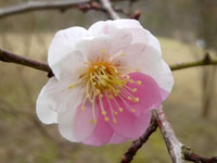 【秋田県】梅の花好きが全力でおすすめ！秋田県内で楽しめる梅の名所10選