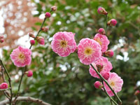 【秋田市】セリオンリスタで今年も梅の花が開花しました！（2020/02）