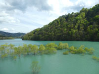 【仙北市】秋扇湖で瑠璃色の湖面に浮かぶ「水没林」を楽しめます