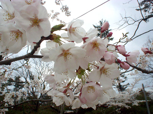 本荘公園の桜2