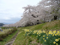 【仙北市】2023年の「角館の桜まつり」が4月20日から5月5日まで開催されます