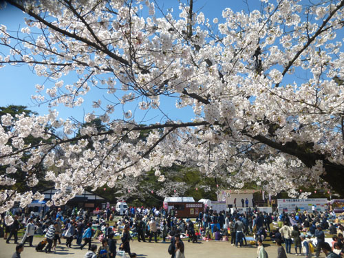 千秋公園桜まつり二の丸