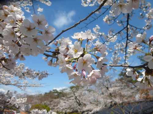 千秋公園の桜2