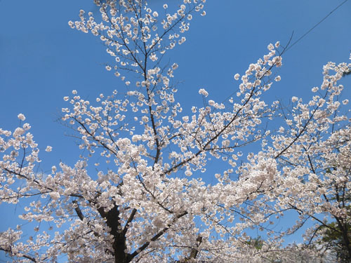 千秋公園の桜3
