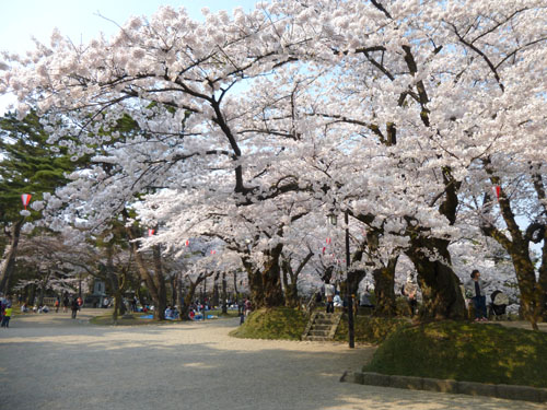 千秋公園の桜4