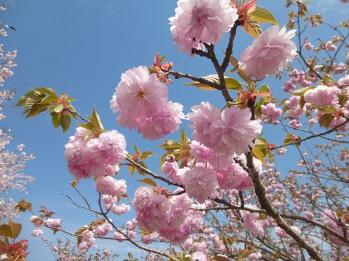日本国花苑の桜1