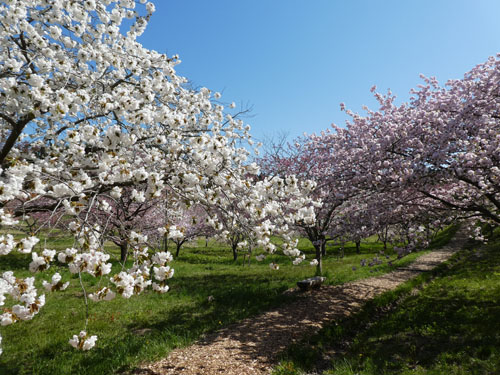 日本国花苑の桜3