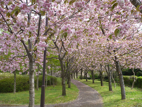 日本国花苑の桜4