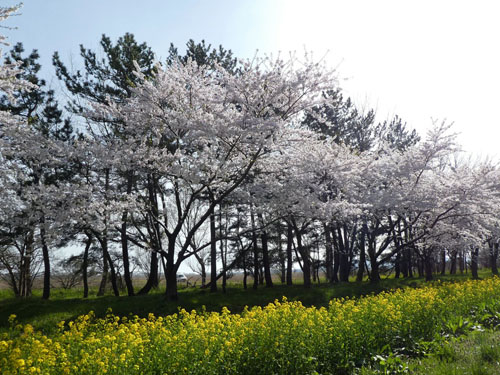 大潟村の桜と菜の花1