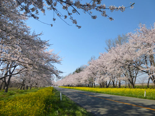 桜・菜の花ロード1