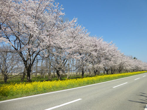 桜・菜の花ロード3