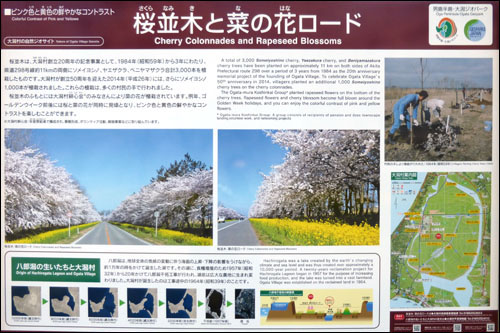 桜・菜の花ロード看板