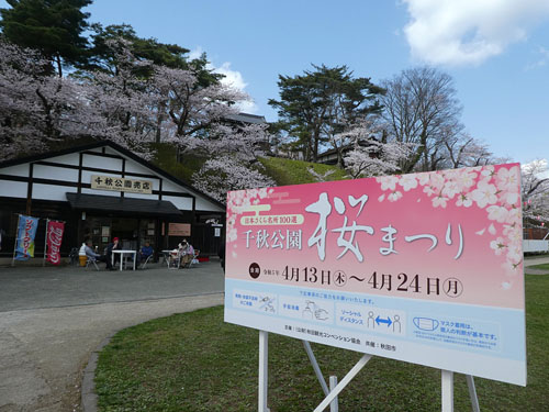 千秋公園桜3