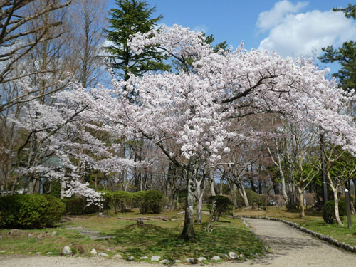 千秋公園桜2