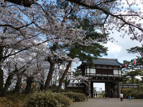 千秋公園桜1