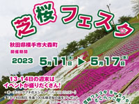 【横手市】大森リゾート村で「芝桜フェスタ」を4年ぶりに開催！花火やイベントなども（5/11～17）