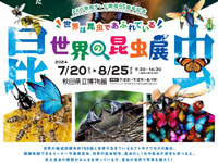 【秋田市】「世界の昆虫展」を秋田県立博物館で開催！（7/20～8/25）