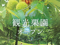 【湯沢市】「湯沢市観光栗園」がオープンします（9/5～10/6）