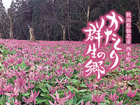 【仙北市】西木町で「かたくり群生の郷」が開園します（4/12～）