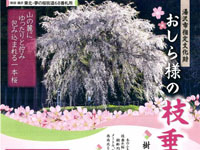 【湯沢市】「おしら様の枝垂れ桜」で観桜会を開催します（4/18～27）