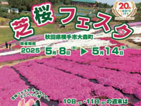 【横手市】大森リゾート村で「芝桜フェスタ」を開催！プチ花火ショーやイベント、サイン会も（5/8～14）