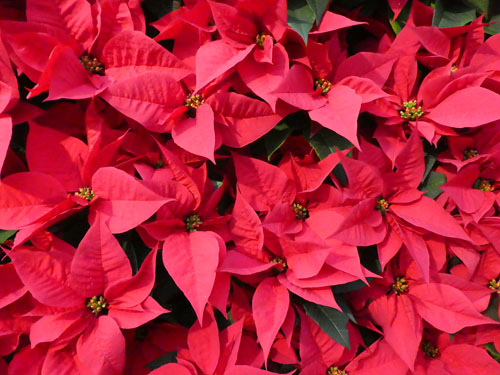 ポインセチアアップ