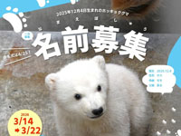 【男鹿市】男鹿水族館GAOで、ホッキョクグマの名前募集が行われます（3/14～22）