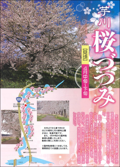 芋川桜づつみ